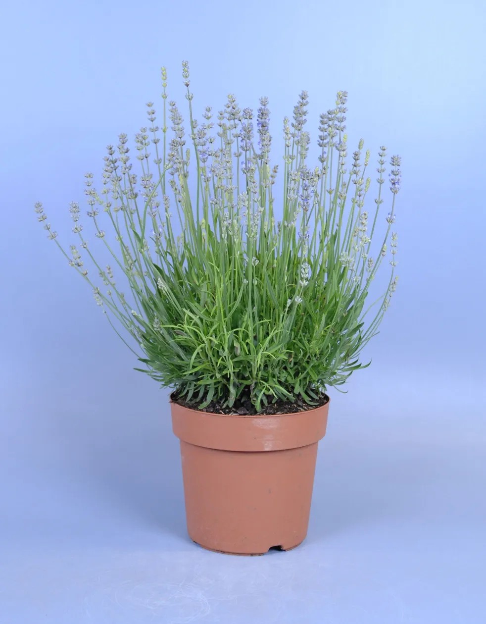 Lavandula Angustifolia Topf 12 cm kaufen bei OBI