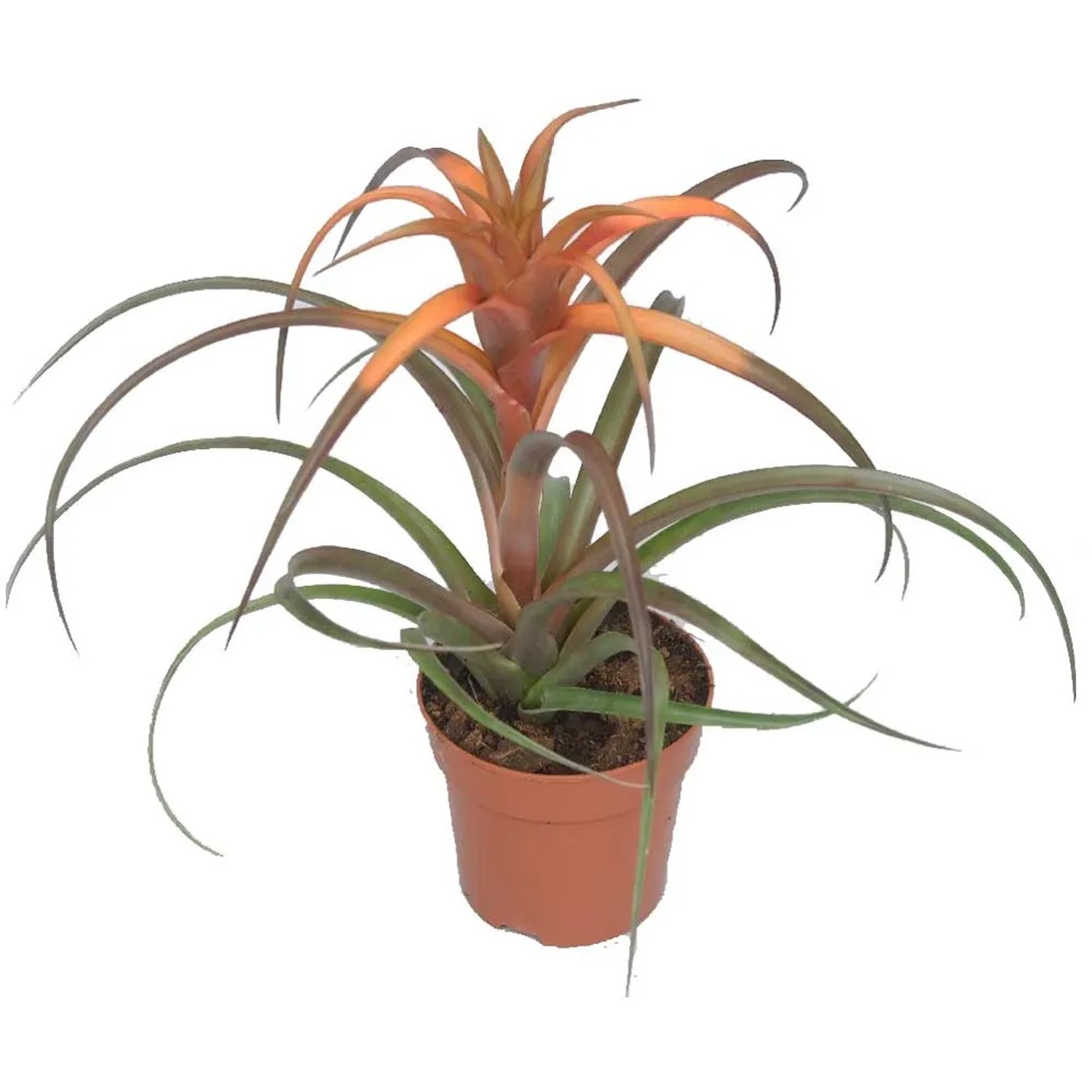 green jewel dracaena 6'' Dracaena Green Jewel