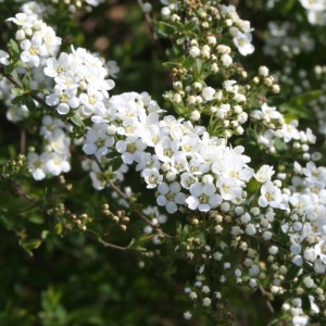 Primo piano dei fiori bianchi della Spirea Grefsheim. L'arbusto di spirea è in piena fioritura.