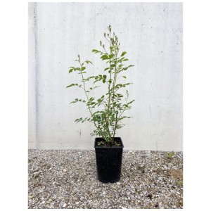Rosier grimpant bio Guirlande d'Amour en pot, feuilles vertes, prêt à planter.