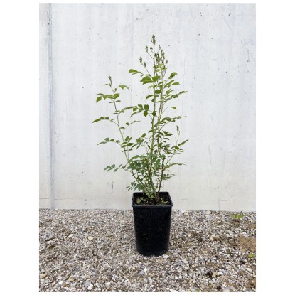 Bio Kletterrose Guirlande d Amour Topf Ø 12 cm / Höhe 15 - 40 cm