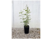 Bio Kletterrose Guirlande d Amour Topf Ø 12 cm / Höhe 15 - 40 cm