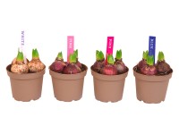 Hyazinthe 3er-Farbmix Topf-Ø ca. 12 cm