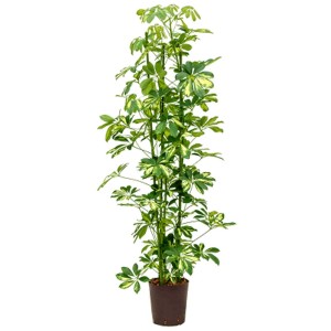 Hydropflanze Strahlenaralie Gold Capella en pot, env. 120cm de haut. Plante d'intérieur à feuilles pennées.