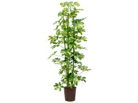 Hydropflanze Strahlenaralie Gold Capella Schefflera Topf Ø 18 cm / Höhe 120 cm
