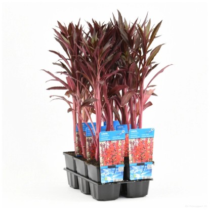Lobélie cardinale Rouge Pot Ø 9 cm / 1 pc