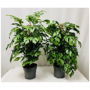 Philodendron kaufen bei OBI