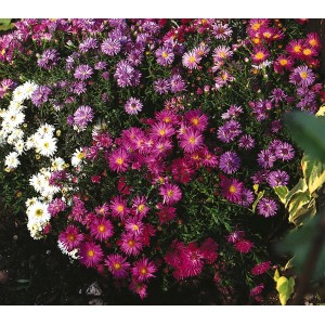 Astro da giardino in vaso, vari colori come viola, rosa e bianco. Pianta perenne fiorita.