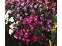 Garten-Aster Topf 2 l / 1 Stk.