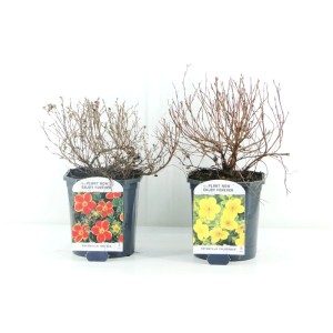 Mix di fiori primaverili in vaso, colori assortiti. Piante a fioritura precoce per balcone e giardino.