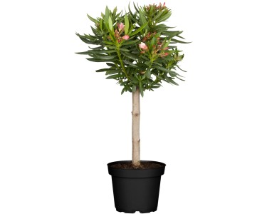 GROW by OBI Olivenbaum Olea europea Stamm Topf  40 cm