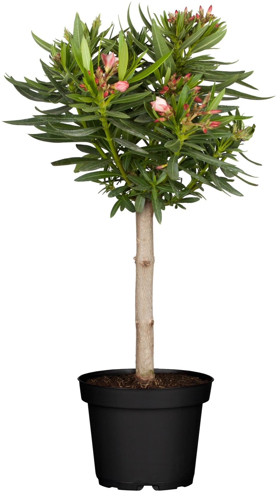 GROW by OBI Olivenbaum Olea europea Stamm Topf  40 cm