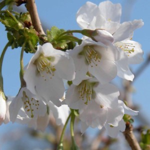 Primo piano dei fiori rosa e bianchi del ciliegio a fessura 'Kojou-no-mai'.