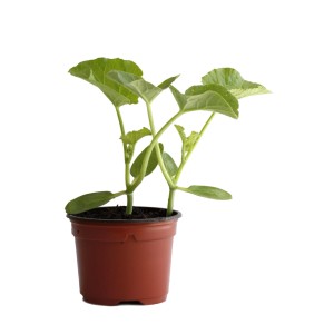 Jeune plant de melon sucre bio en pot (9 cm) avec feuilles vertes.