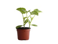 Melonen Zucker Bio Topf-Ø 9 cm