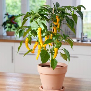 Pianta di peperoncino Blu Bio-Chili Lemon Drop in vaso con peperoncini gialli allungati e foglie verdi.