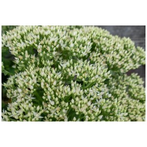 Primo piano di una Sedum bianca in vaso da 3l. Perenne resistente al freddo e amica delle api.