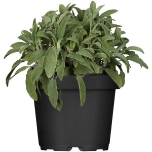 Salvia da giardino (Salvia) in vaso, ca. 12 cm Ø. Erba aromatica versatile.
