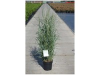 Ruten-Hirse Panicum virgatum Container 6 l Ruten-Hirse Panicum virgatum Container 6 l
