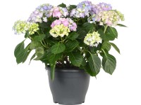 Hydrangea Macrophylla Topf 23 cm