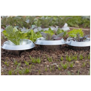 Barrière anti-limaces en acier SchneckenStopp protégeant les jeunes plantes des limaces.