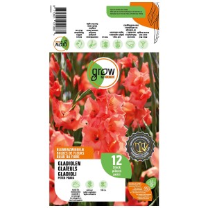 Confezione di gladioli Grow by OBI Peter Pears Orange, 12 bulbi da fiore con fiori rosa salmone.