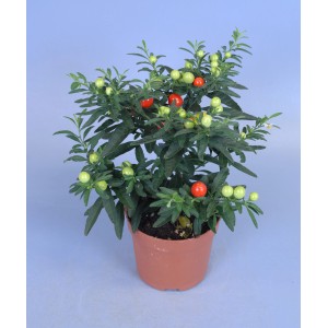 Corallo di Gerusalemme Jupiter in vaso, Solanum pseudocapsicum con foglie verdi e bacche rosse e verdi.