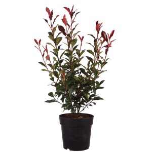 Glanzmispel Carré Rouge in vaso, circa 50-60 cm di altezza, con foglie rosse e verdi.