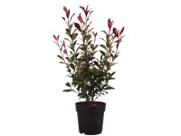 Glanzmispel Carré Rouge Photinia fraseri Topf 6 l / Höhe ca. 50 - 60 cm