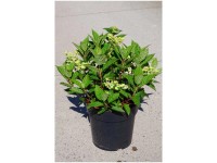 Rispenhortensie Polestar Hydrangea paniculata Topf 6 l