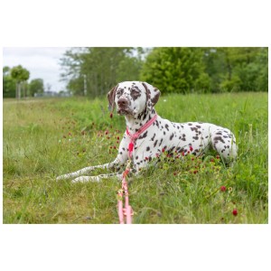 Dalmata con collare per cani Trixie Soft Rope, rosso-crema, Ø 10 mm, circonferenza 40 cm, nell'erba.