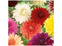 Grow by OBI Dahlie Dekorative Mixed 5 Stk. Grow by OBI Dahlie Dekorative Mixed 5 Stk.