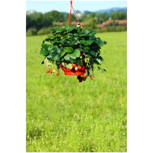 Fraise Diamant suspendue avec des fraises rouges dans un pot rouge.