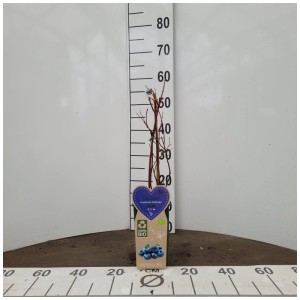 Mirtillo biologico Goldtraube in vaso, non ancora fruttifero. Ideale per giardino o balcone.