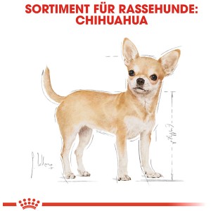 Illustrazione di un Chihuahua marrone chiaro in piedi. Alimento secco per cani Royal Canin Chihuahua Adult.