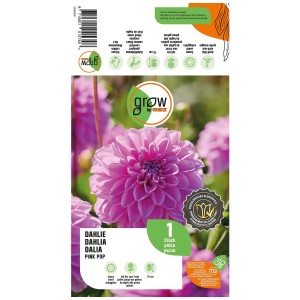 Dalia Pink Pop Grow by OBI con fiori rosa brillante, ideale per aiuole e vasi.