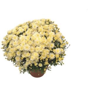 Gelbe Chrysantheme Garden Mums im Topf, winterharte Herbstblume für Balkon und Garten.