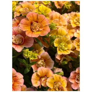 Gros plan de Calibrachoa Aloha Double orange-jaune en pot. Plante d'été à fleurs doubles.