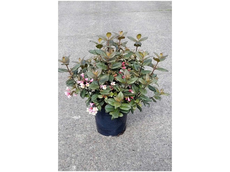 ZwergWeigelie Vintage Love Weigela florida Topf 6 l kaufen bei OBI