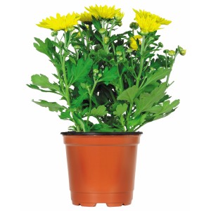 Gelbe Herbst-Chrysantheme im Topf, ca. 11 cm Durchmesser. Dekorative Kübelpflanze für den Herbst.