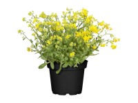GROW by OBI Felsen-Steinkraut Alyssum Gelb Topf Ø 13 cm