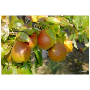 Poirier Clapps Favourite avec des poires mûres et rouges sur l'arbre.