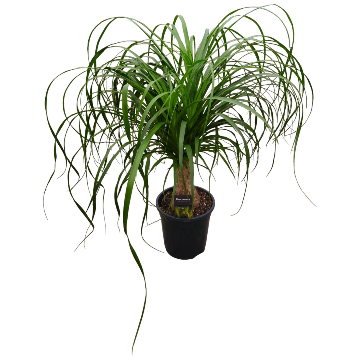 Elefantenfuss gerader Stamm Nolina recurvata Topf  17 cm