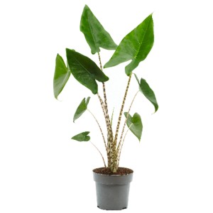 Alocasia Zebrina en pot (Ø 14 cm) avec des tiges zébrées et des feuilles vertes.