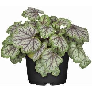 GROW by OBI Heuchera in vaso, pianta ornamentale con foglie verde-argento e venature scure.