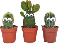 Kakteen mit Augen Topf-Ø ca. 8,5 cm