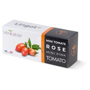 Véritable Lingot Graines Mini Tomates Roses pour jardins d'intérieur.