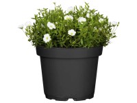 GROW by OBI Sandkraut Arenaria montana Topf Ø 19 cm