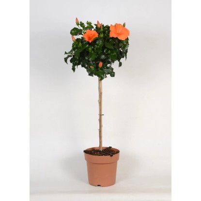 Roseneibisch Auf Stamm Hibiscus Rosa Sinensis Topf Cm Kaufen Bei Obi