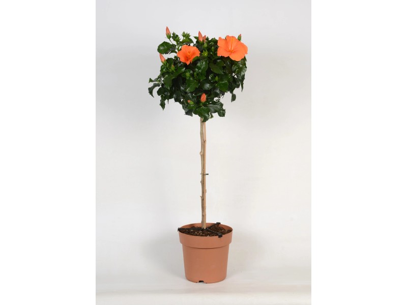 48+ Hibiskus Stamm Kaufen, Achten sie gerade bei einer.